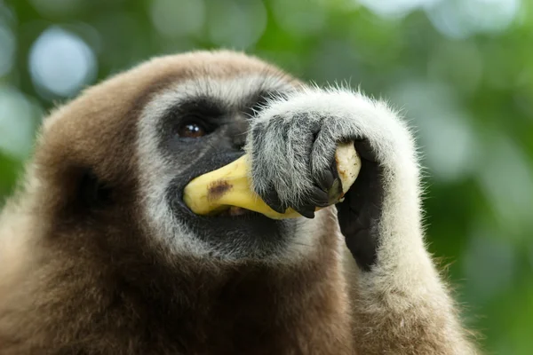 Gibbon — Stockfoto