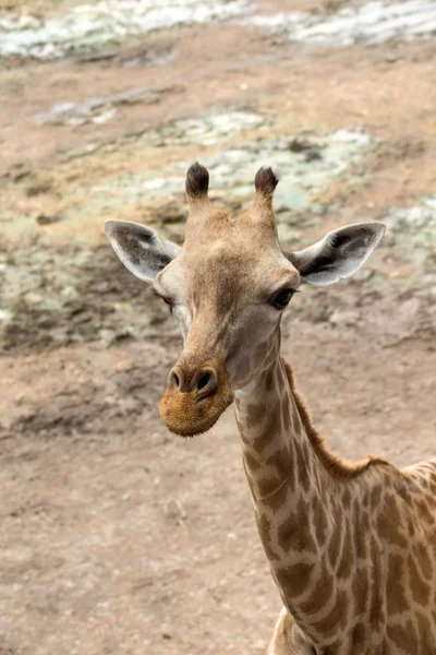 Giraffe — Stock Photo, Image