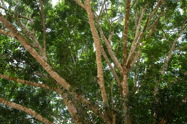 Legno verde — Foto Stock