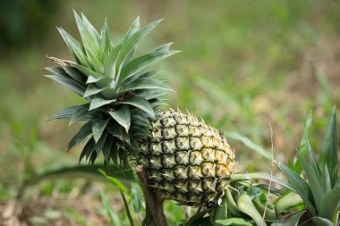 Ananas.