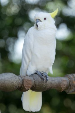 Papağan