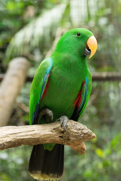 Parrot — Stock Photo, Image