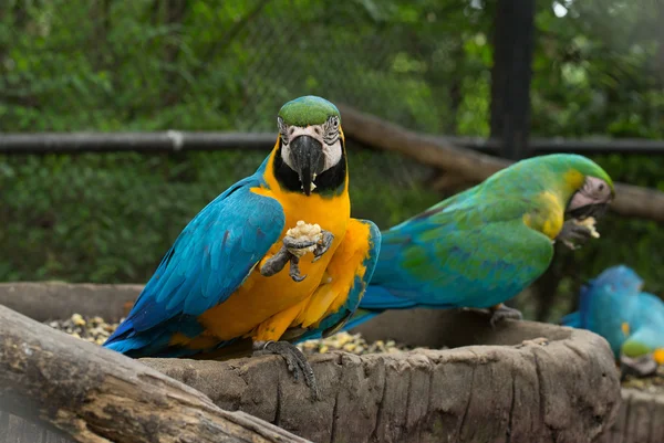 Parrot — Stock Photo, Image