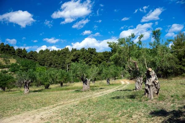 Olivos — Foto de Stock