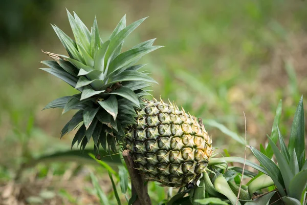 Ananas — Stockfoto