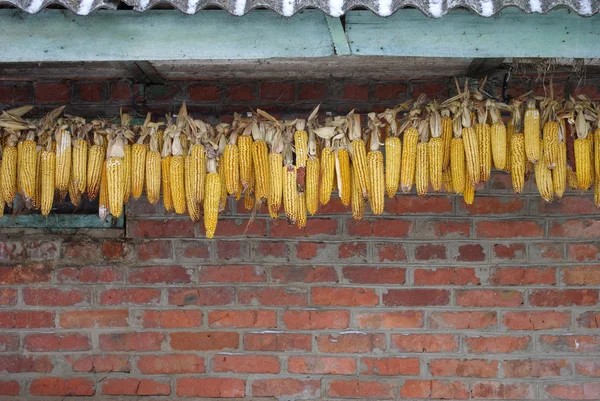 Montones de maíz —  Fotos de Stock