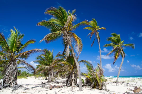 Palmträd — Stockfoto