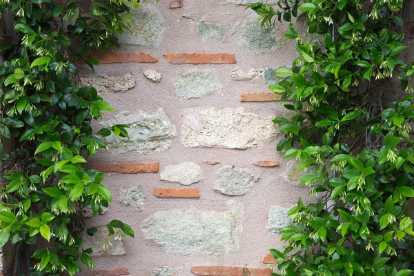 Plant over brick wall — Stock Photo, Image