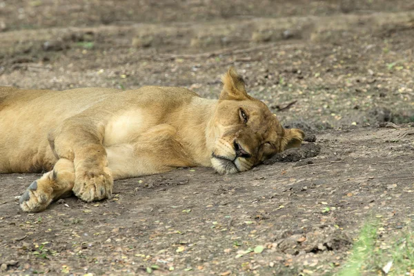 Lioness — Stock Photo, Image