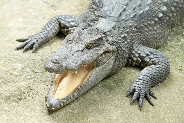 Alligator – stockfoto