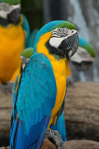 Papagei-Vogel — Stockfoto