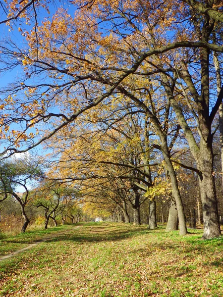 Fond d'automne — Photo