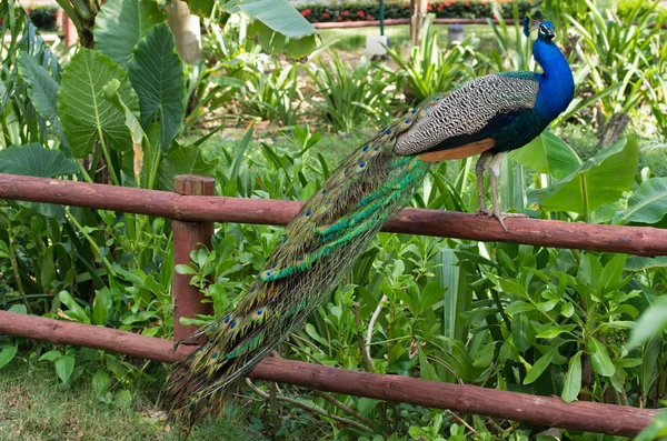 Pfau — Stockfoto