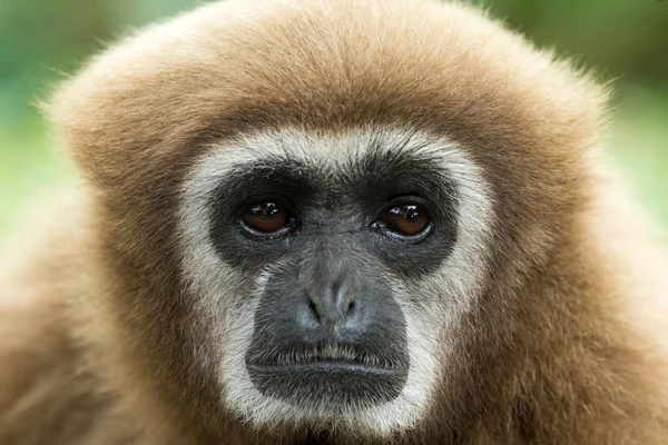 Gibbon — Stockfoto