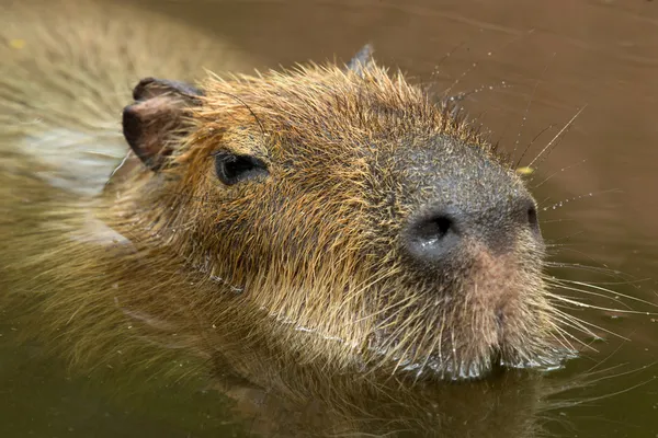 Capybara — Φωτογραφία Αρχείου