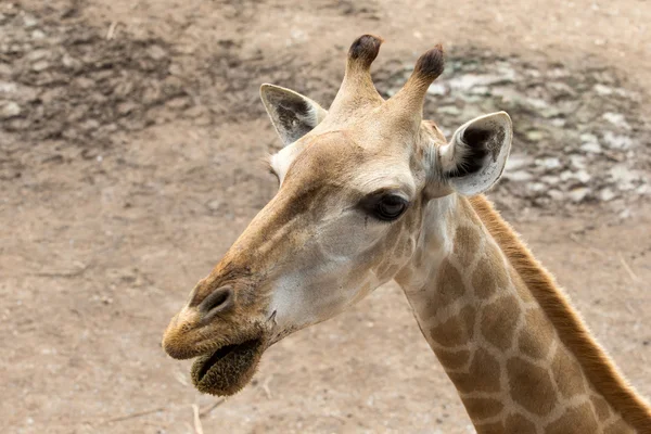 Girafas — Fotografia de Stock