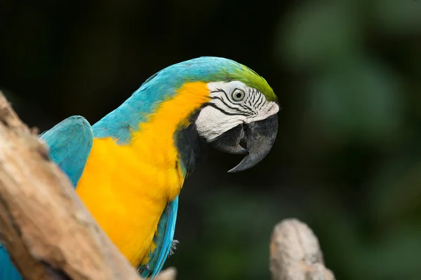 Parrot — Stock Photo, Image