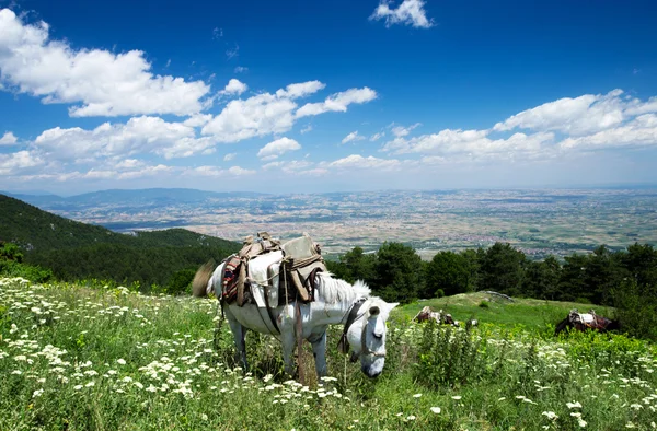 Paesaggio montano — Foto Stock