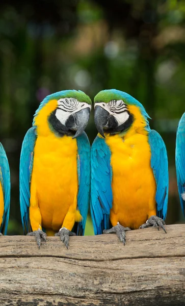 Parrot bird — Stock Photo, Image