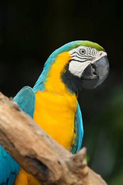 Parrot — Stock Photo, Image