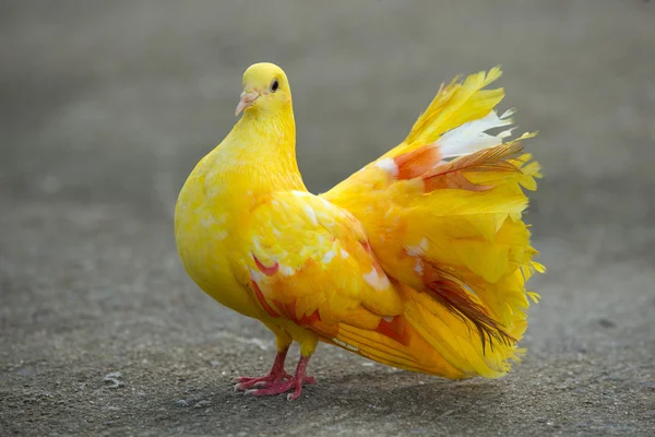 Pigeon — Stock Photo, Image