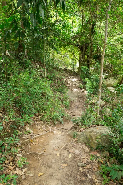 Hutan — Stok Foto