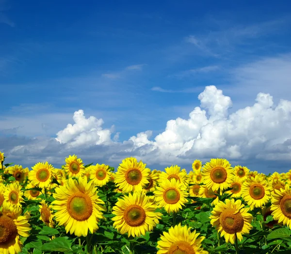 Sunflower field Royalty Free Stock Images