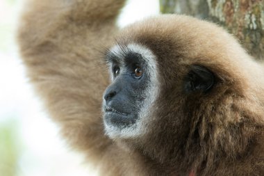 Gibbon