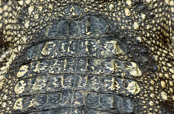 Crocodile skin texture — Stock Photo, Image