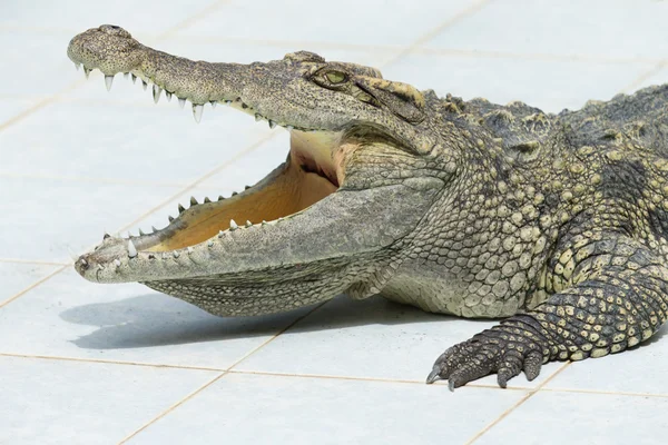 Alligator — Stock Photo, Image