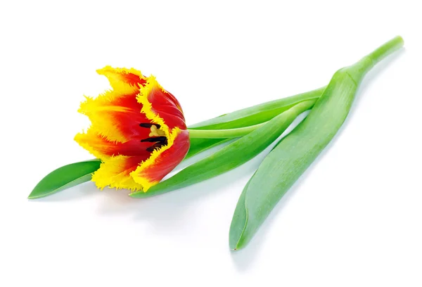 Tulipa — Fotografia de Stock