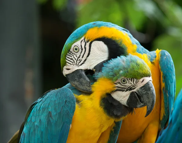 Parrot — Stock Photo, Image