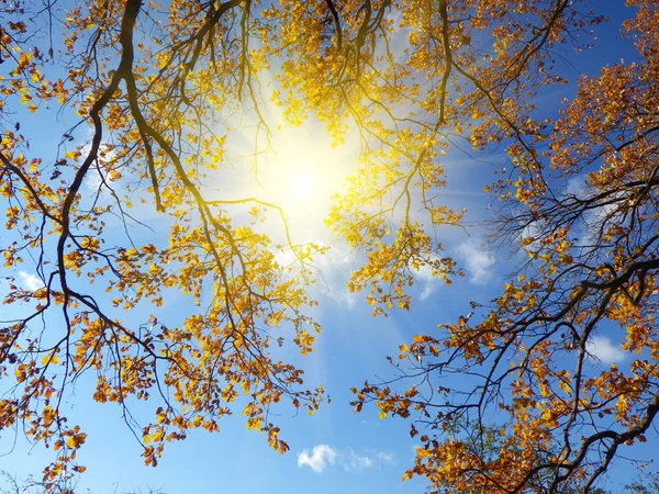 Herfst achtergrond — Stockfoto