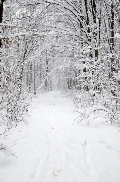 Vinterskog — Stockfoto