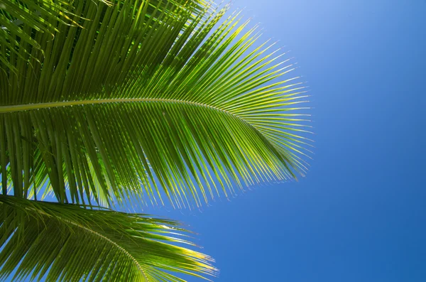 Palm tree — Stock Photo, Image