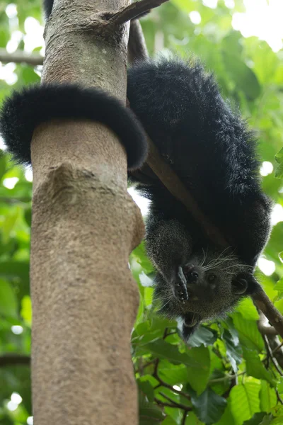 Binturong. — Foto de Stock