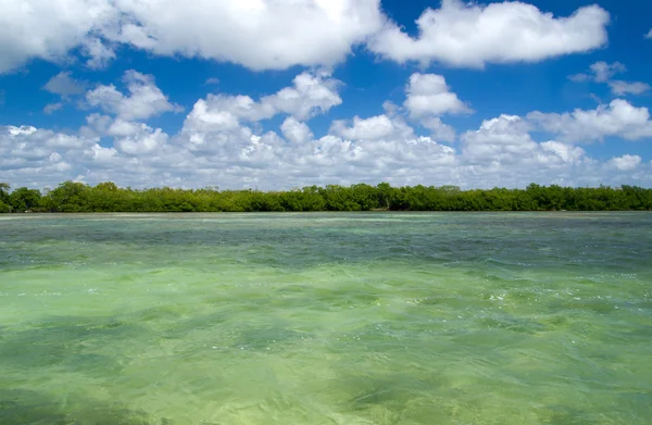 Mangrovenbäume im Meer — Stockfoto