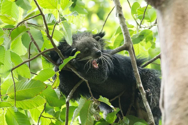 Binturong. — Foto de Stock