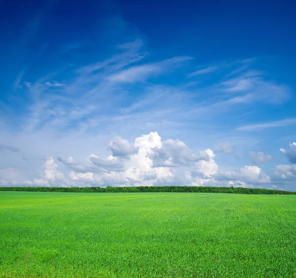 Gräsfält och blå himmel — Stockfoto