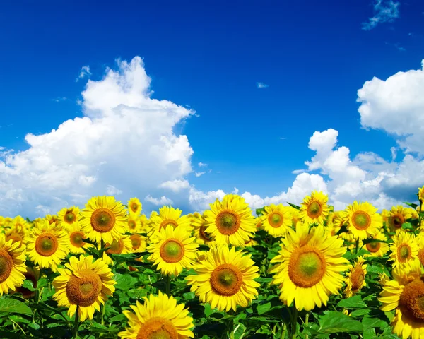 Sunflower field Stock Picture