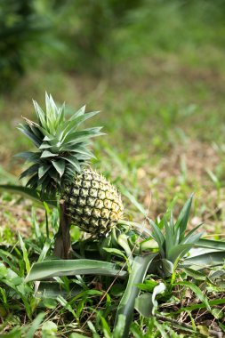 Ananas.