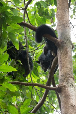 Binturong
