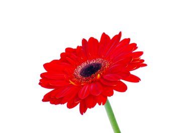 Gerbera