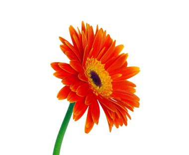 Gerbera