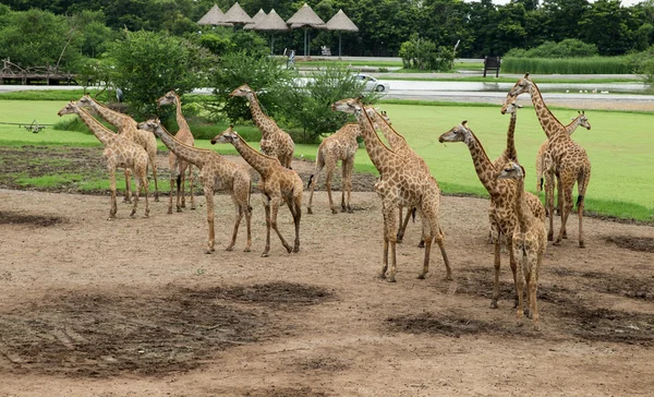 Giraffes — Stock Photo, Image