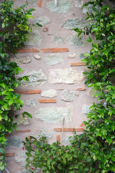 Plant over brick wall — Stock Photo, Image