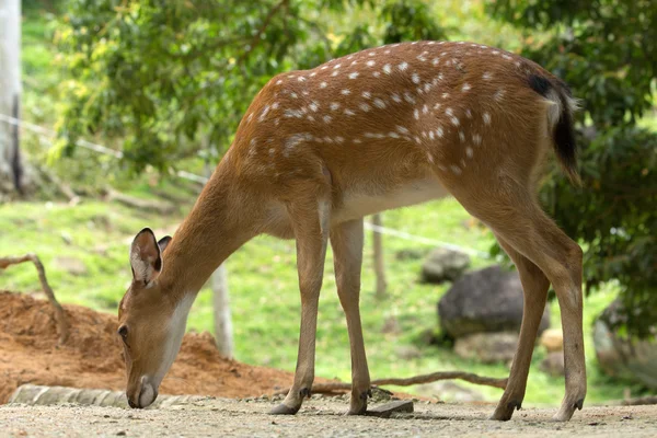 Deer — Stock Photo, Image