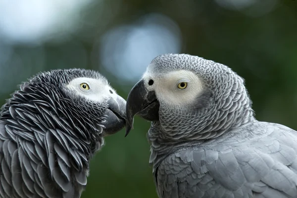 Pájaro loro — Foto de Stock