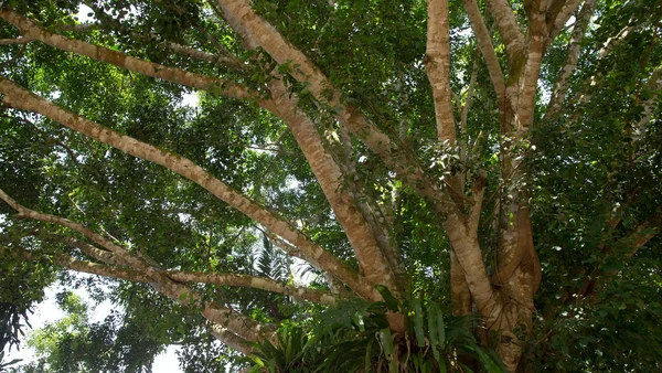 Madeira verde — Fotografia de Stock