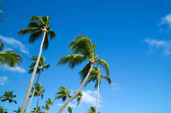 Palm tree — Stock Photo, Image